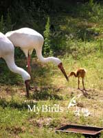 Пара стерхов с птенцом Фото Т. Кашенцевой